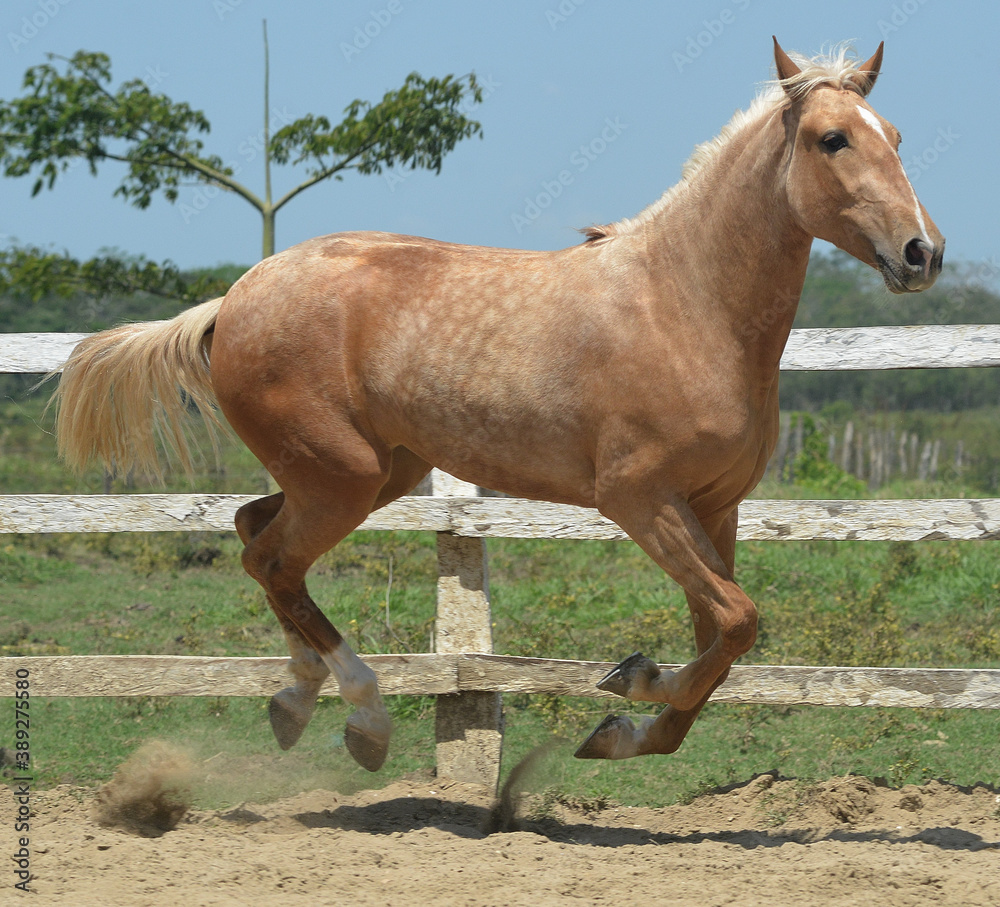 Obraz premium caballo