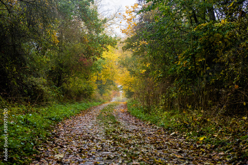 Stara wybrukowana droga le  na w czasie jesieni
