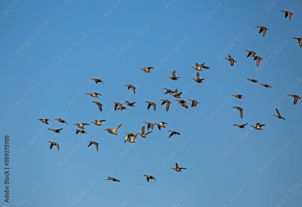 A large flock of ducks flying on the blue sky. Mallard, or Wild duck (Anas platyrhynchos). A large flock of ducks flying on the blue sky. Mallard, or Wild duck (Anas platyrhynchos).