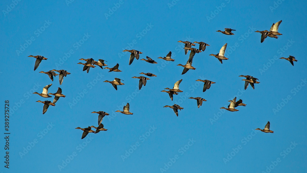 A large flock of ducks flying on the blue sky. Mallard, or Wild duck (Anas platyrhynchos).