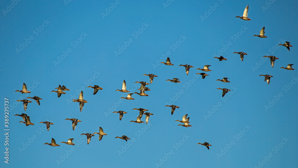 A large flock of ducks flying on the blue sky. Mallard, or Wild duck (Anas platyrhynchos). A large flock of ducks flying on the blue sky. Mallard, or Wild duck (Anas platyrhynchos).