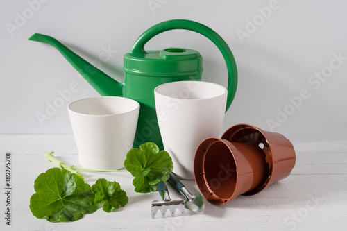 Pelargonium stalk for planting in the ground for plant propagation and tools for plants care.