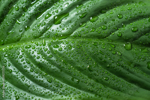 Wallpaper Mural Dark green leaf with drops of water close up for natural background