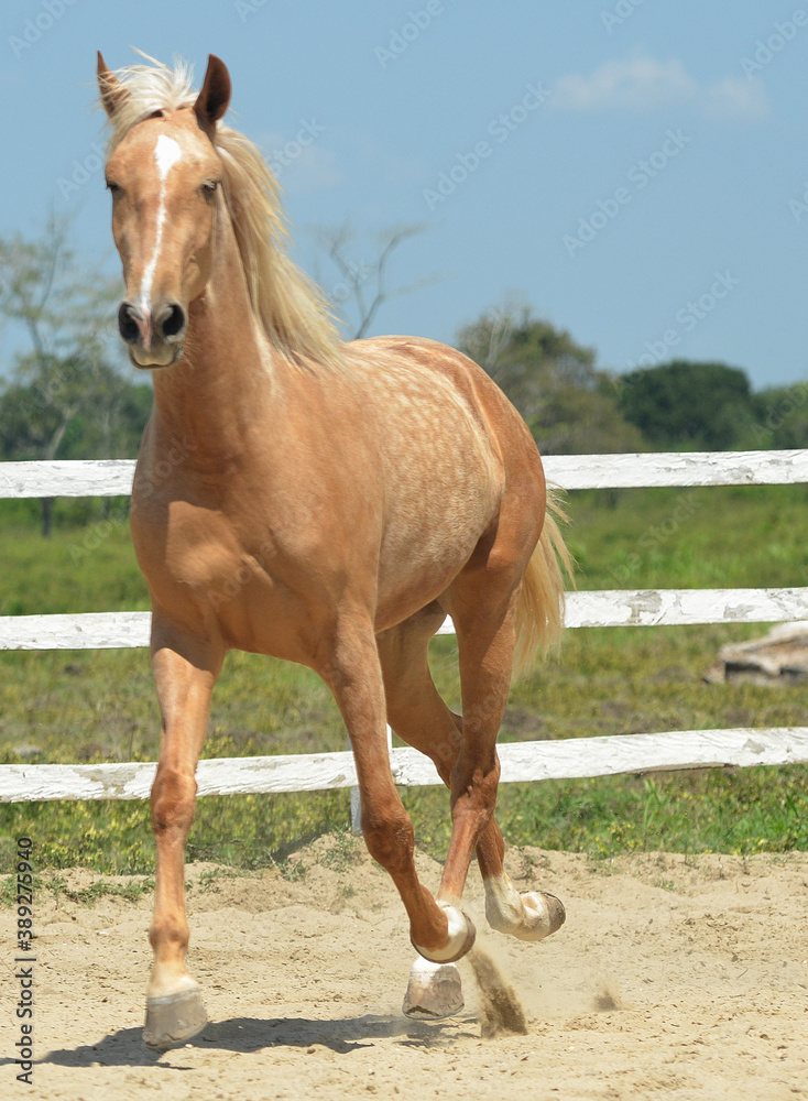 Fototapeta premium caballo