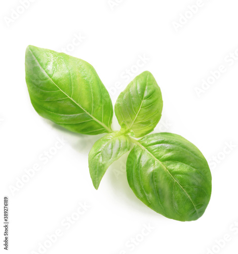 Fresh green basil leaf isolated on white background, close up. Basil herb