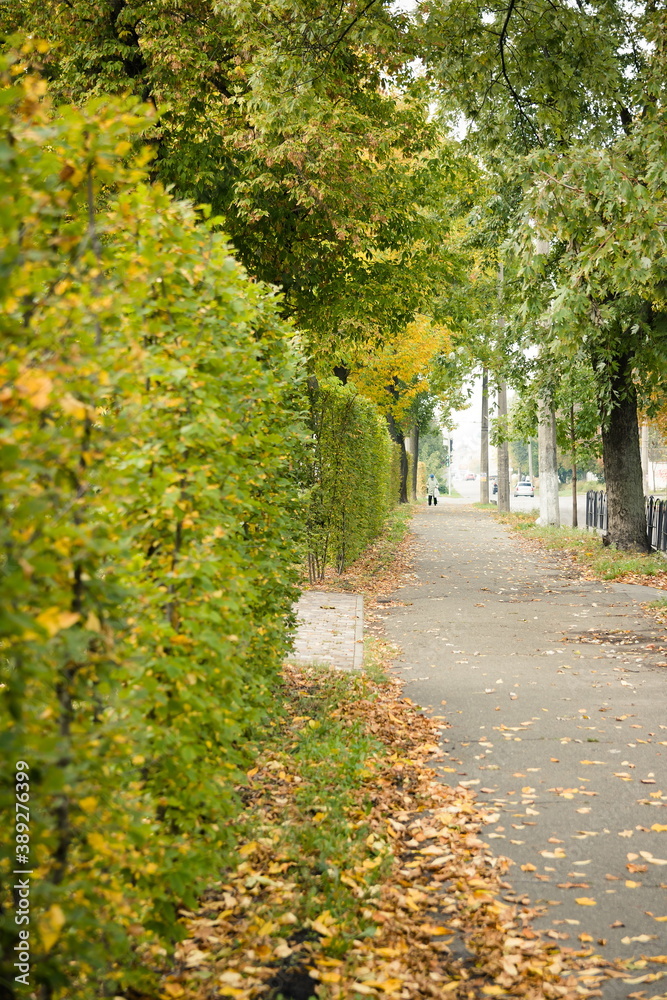 Naklejka premium Early autumn park. Autumn park with cleaned leaves in flower beds. Path and benches to the autumn park