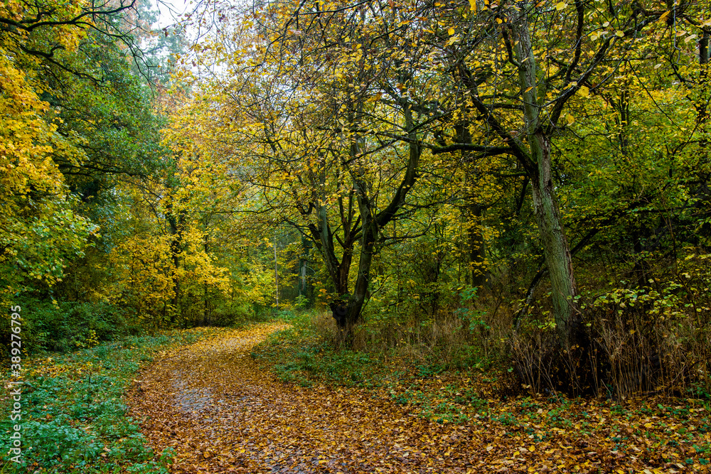 Jesienna aleja w lesie. Zżółknięte liście na drzewach oraz na ziemi
