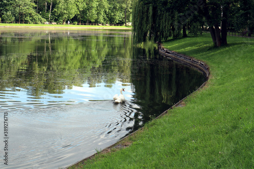 White Swan swims on the lake along the winding shore with weeping willows, side view