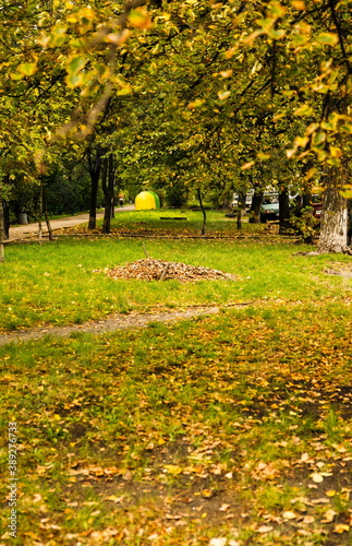 A little pile of drying and dying leafs in the autumn grass. A piles of harvested yellow leafs under a trees in the autumn. Autumn city lawn