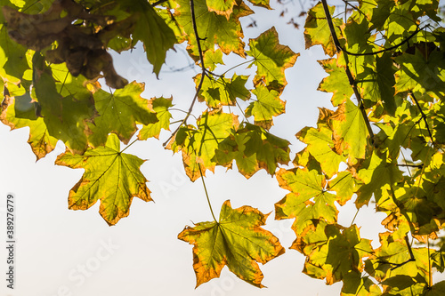 Bright green leaves on twigs with some autumn leaves already turning yellow (as the early autumn concept), selective focus them