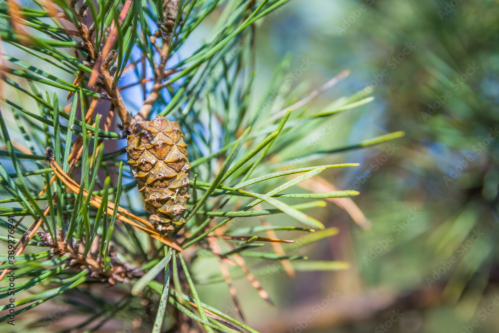 Beautiful pine cone full of seeds hanging from a pine tree all closed up Beautiful pine cone full of seeds hanging from a pine tree all closed up