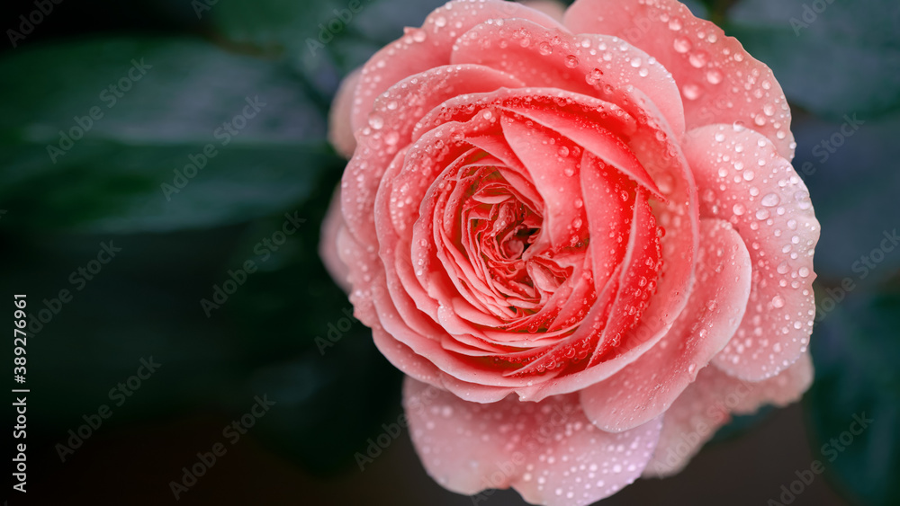 Coral orange rose with water drops after rain Coral orange rose with water drops after rain
