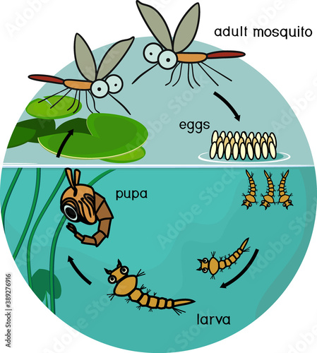 Mosquito life cycle. Sequence of stages of development of mosquito from egg to adult insect in the pond with titles