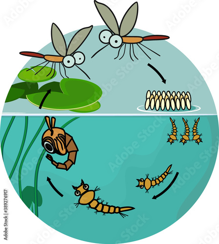 Mosquito life cycle. Sequence of stages of development of mosquito from egg to adult insect in the pond