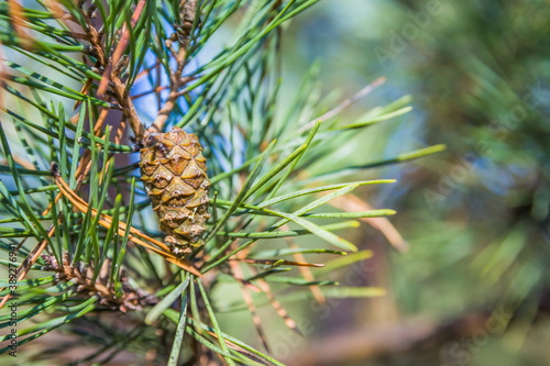 Beautiful pine cone full of seeds hanging from a pine tree all closed up