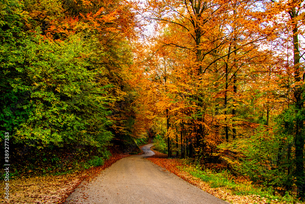 Obraz premium asphalt and autumn