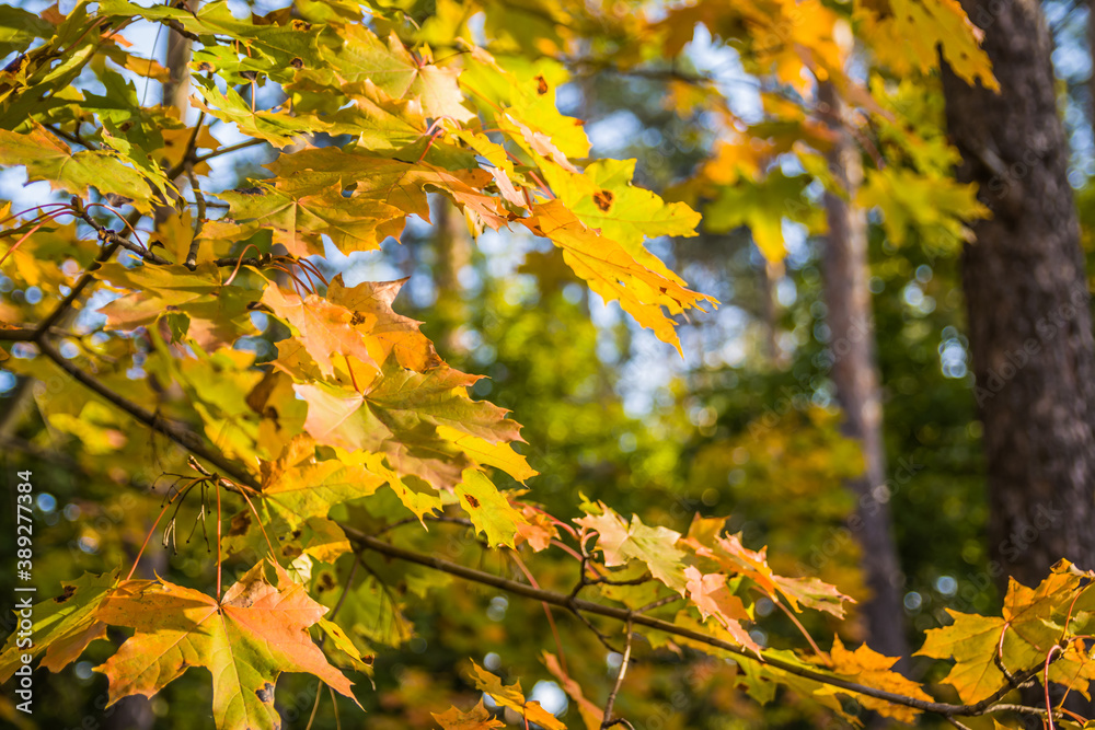 Bright yellow and green maple eaves on twigs with most autumn leaves already turning yellow (as the autumn concept), selective focus them Bright yellow and green maple eaves on twigs with most autumn leaves already turning yellow (as the autumn concept), selective focus them