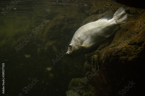 Duża ryba w szarym kolorze pływająca w zbiorniku wodnym ujęcie zza szyby