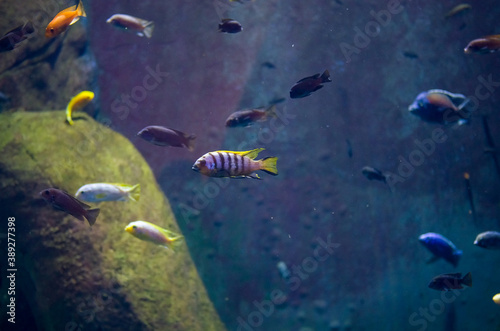 Kolorowe rybki pływające w akwarium w ogrodzie zoologicznym