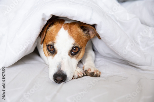 A dog, Jack Russell Terrier, lies on a bed under a blanket on his stomach, stretches his legs forward, looks at camera. Thoroughbred animal. Dog Day. Pets Day. © Natalia
