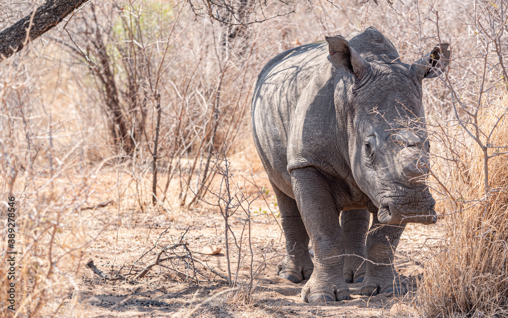 Fototapeta premium Dehorned Rhino closeup portrait in the Hwange National Park, Zimbabwe