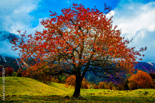 tree with red leaves one