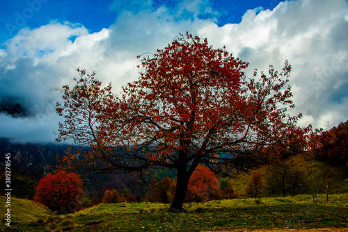 tree with red leaves