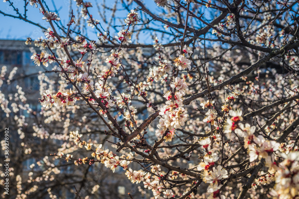 Beautiful floral spring abstract background of nature. Branches of blossoming apricot macro with soft focus on gentle light blue sky or tree background. House in the background Beautiful floral spring abstract background of nature. Branches of blossoming apricot macro with soft focus on gentle light blue sky or tree background. House in the background