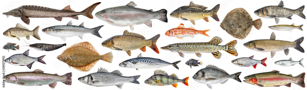 Foto Fish set isolated