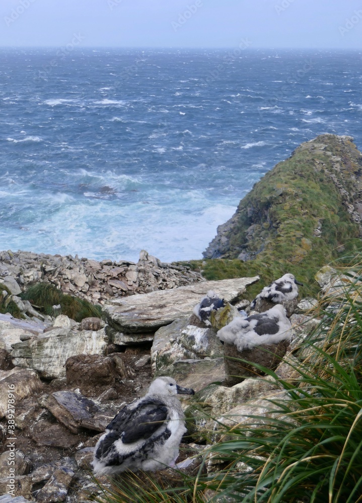 Φωτογραφία Colony of fluffy wandering albatross chicks in nests at cliff, Falkland Islands