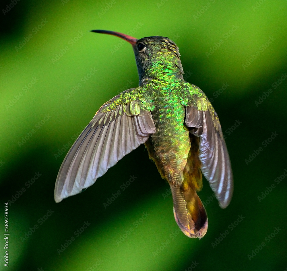 Fototapeta premium colibrí