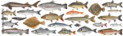 Fish set isolated. Collection fresh raw fish. Sea and freshwater fish photo