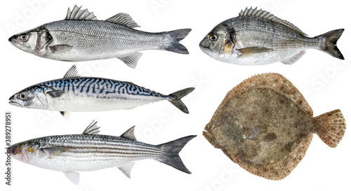 Fresh sea fish. Isolated set on a white background. Sea bass, dorado, mackerel, mullet, turbot photo