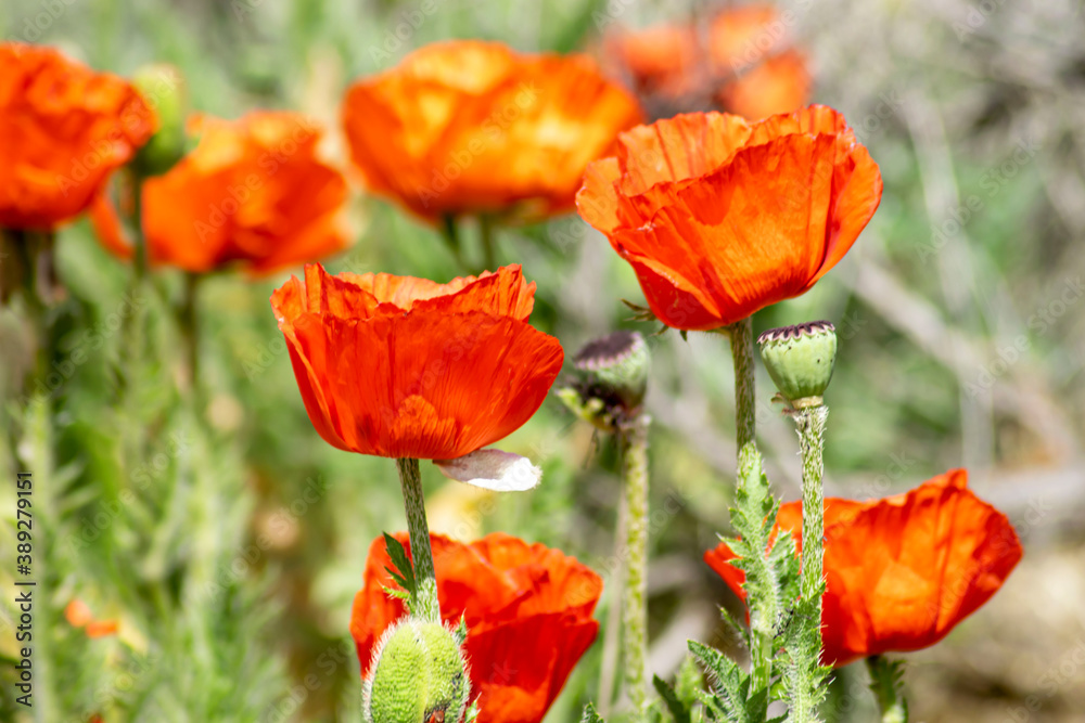 Fototapeta premium Red Poppies