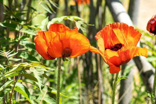 Red Poppies