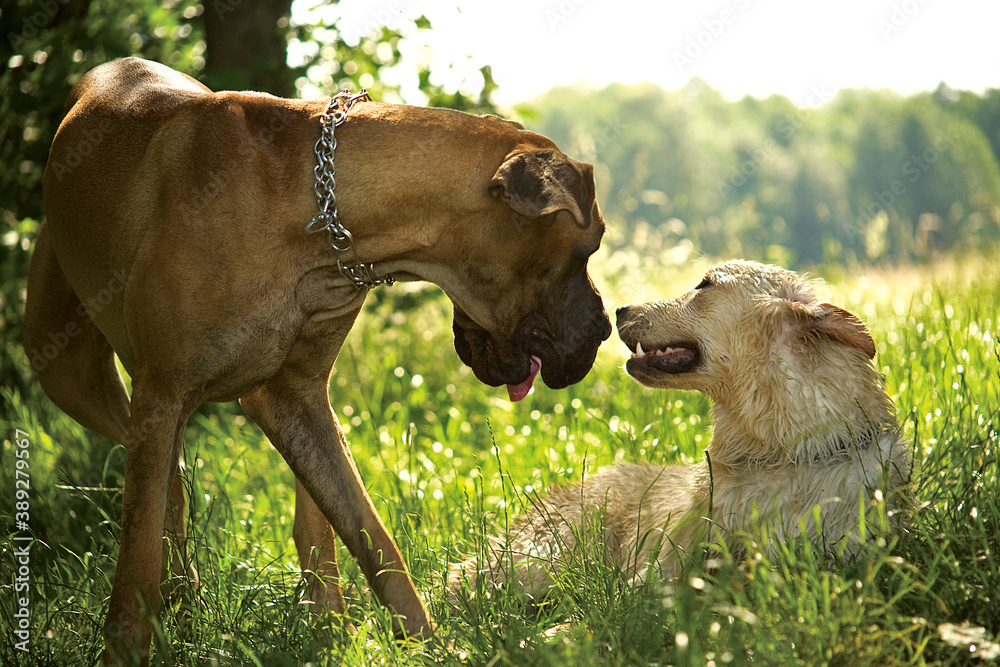 Two dog best friends. Great Dane and Golden Retriever. 