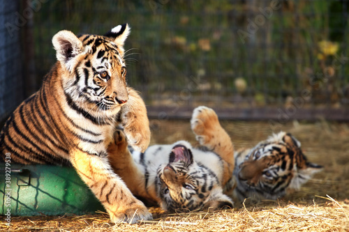 Tiger cubs playing  close-up portraits