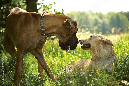 Two dog best friends. Great Dane and Golden Retriever.  photo