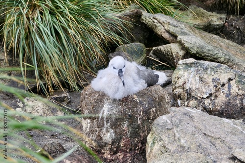 Fluffy wandering albatross chick in nest, Falkland Islands photo