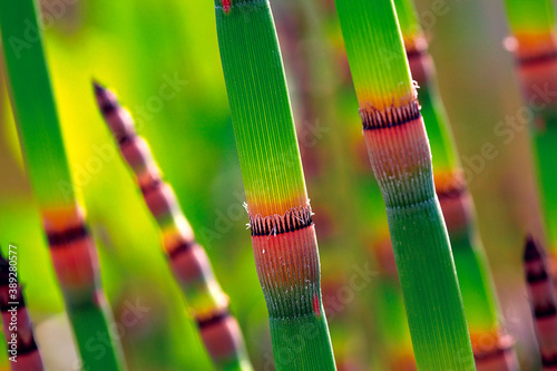 Equisetum hyemale - rough horsetail. Green snake tail. photo