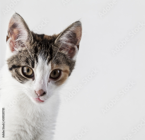 Little kitty. Young domestic pet. 