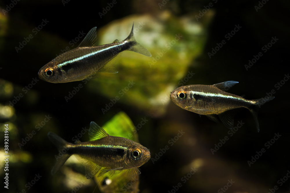 Hyphessobrycon herbertaxelrodi - Tetra black neon in detail. Hyphessobrycon herbertaxelrodi - Tetra black neon in detail.