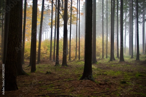 small and large forest in a slight fog