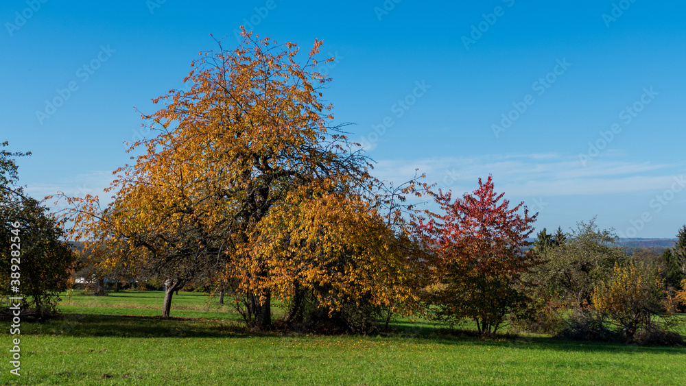 autumn tree in the park, all colours of autumn autumn tree in the park, all colours of autumn