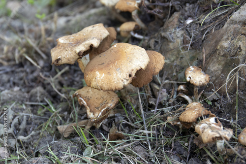 funghi in mezzo ad un campo © ciuli