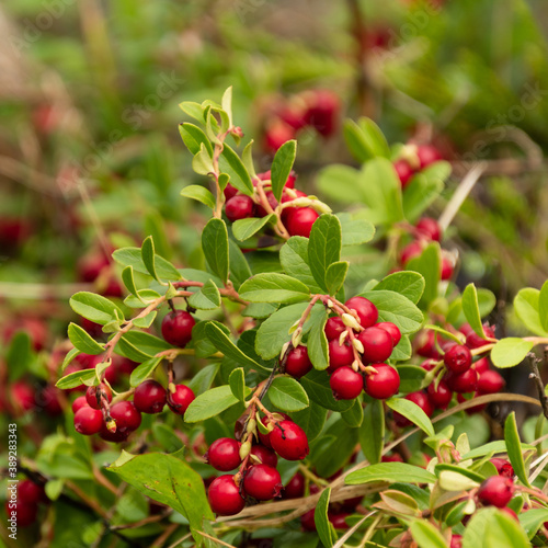 Lingonberry bush full of berries