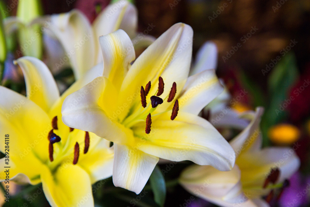Bouquet of white lilies. Small focus selected. Bouquet of white lilies. Small focus selected.