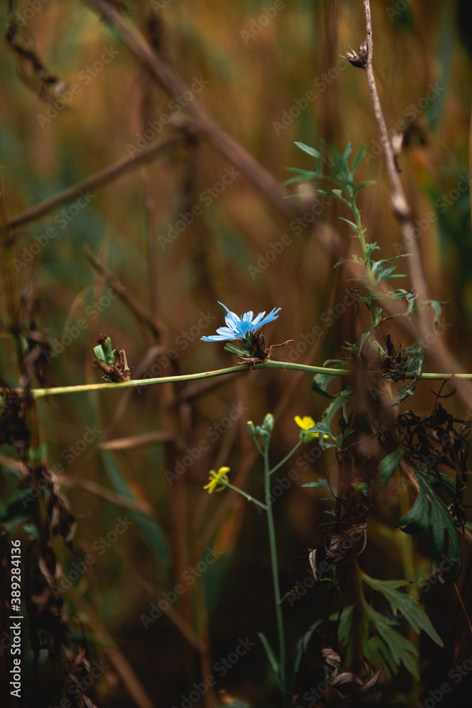 Fototapeta premium Close up Blue flower in garden