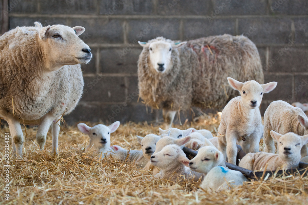 Ewes and lambs on a farm at lambing time in spring Ewes and lambs on a farm at lambing time in spring