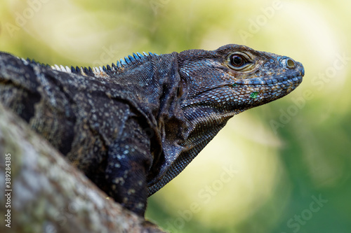 Ctenosaura similis, known as black spiny-tailed iguana, black iguana or black ctenosaur,lizard native to Mexico and Central America, introduced to the United States in Florida.  © phototrip.cz